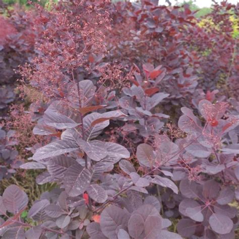 Touchhealthy Supply Cotinus Coggygria Royal Purple Seeds/Cotinus Coggygria Atropurpureus Seeds ...