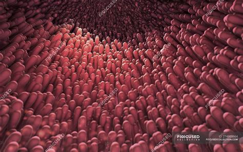 3d illustration of intestinal finger-like villi projections extending in lumen of small ...