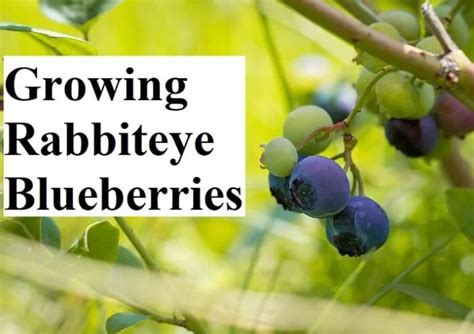 Growing Rabbiteye Blueberries | GARDENS NURSERY