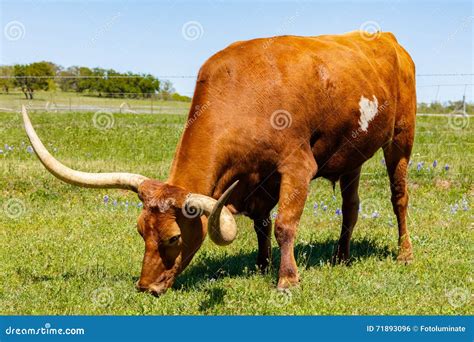 Beautiful longhorn bull stock photo. Image of ranch, grass - 71893096