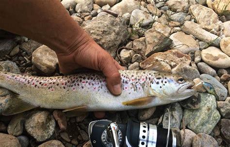 Custom Fishing Lure Brown Trout 4.5cm 2 Inches - Etsy