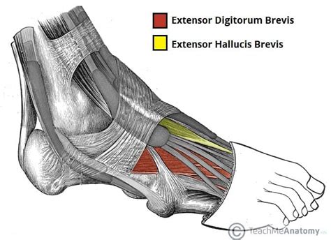 Muscles of the Foot - Dorsal - Plantar - TeachMeAnatomy