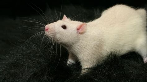 5 reasons why you’d love a pet rat! | Explore | Awesome Activities ...