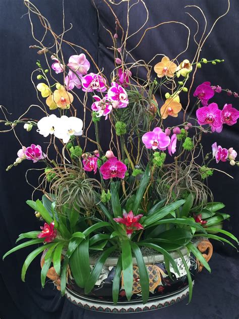 Orchid Arrangements - Custom | Elegant Orchids | United States