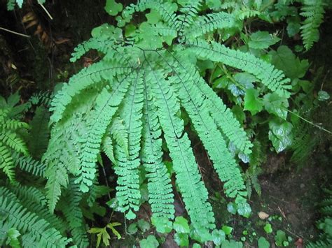 "Rare" Fern | Flickr - Photo Sharing!