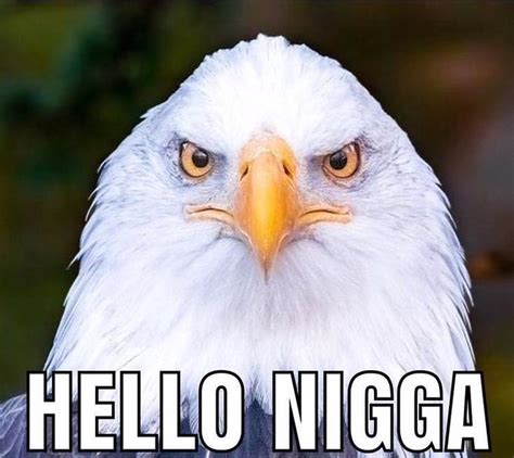 Hello N---- eagle meme | Hello Nigga | Know Your Meme