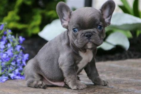 French Bulldog Puppies Nz - Pets Lovers