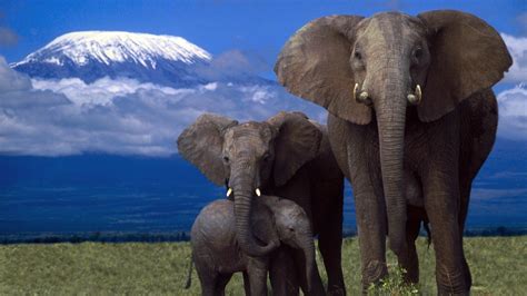 beauty, Cute, Amazing, Animal, African, Elephant, Family, In, Jungle Wallpapers HD / Desktop and ...