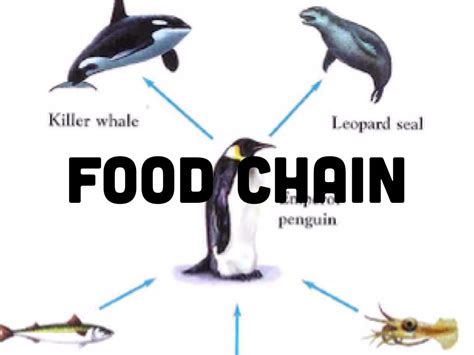 Emperor Penguin Food Chain