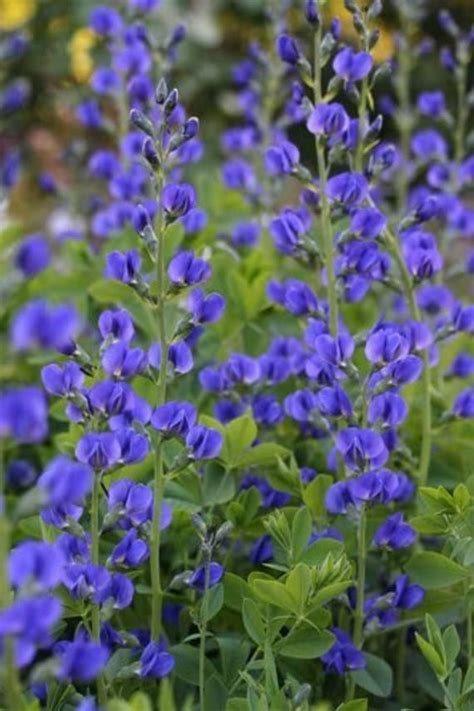 50 BLUE WILD INDIGO false Indigo Baptisia Australis Flower - Etsy