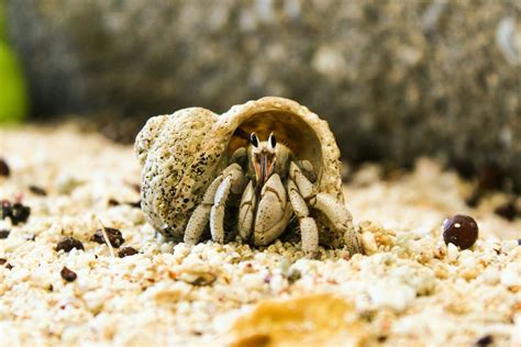 Best Hermit Crab Habitat 2021 [Review]: What Should the Ideal Hermit ...