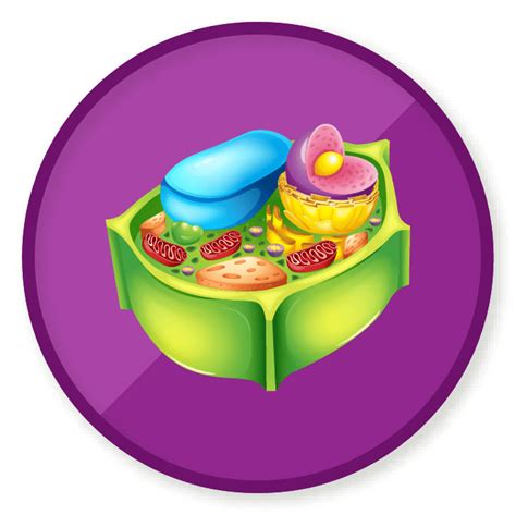 Plant Cell Clipart | Free download on ClipArtMag