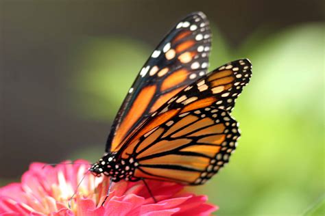 Free Butterfly, Download Free Butterfly png images, Free ClipArts on ...