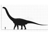 Apatosaurus Size Comparison Brontosaurus Rex Works In Progress – Otosection