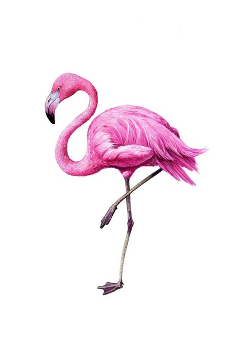 Flamingo Heart Tattoo - ClipArt Best