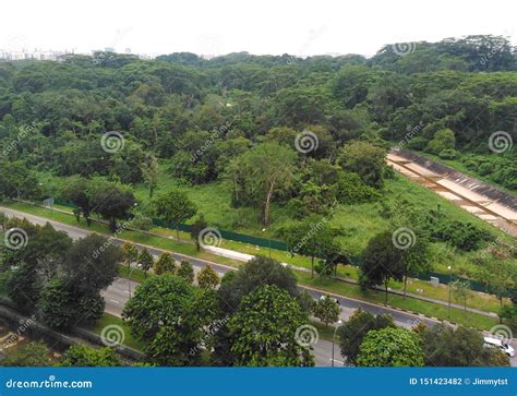 Tengah forest in Singapore stock photo. Image of natural - 151423482