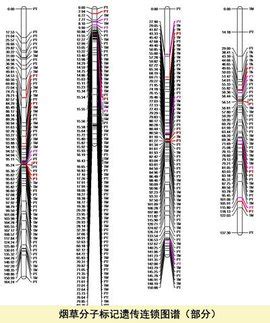 遗传图谱_360百科