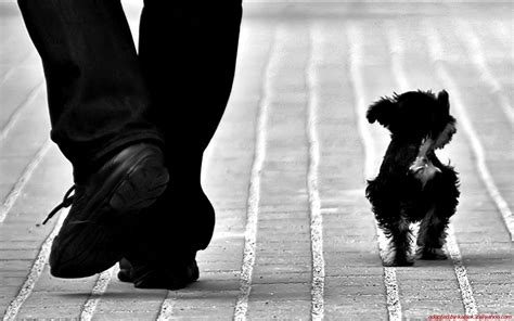 Cute Black Dog Wallpapers - Free Cute Black Dog Backgrounds - WallpapersHigh