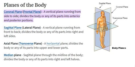 [Solved] Divides the body into anterior and po Fior ctions Divides the body... | Course Hero