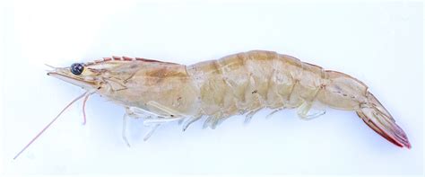 Grand Shrimp | Sustainable Aquaculture Shrimp System