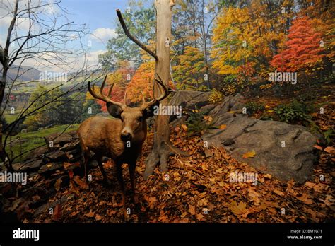 Yale Peabody Museum, New Haven, Connecticut Stock Photo - Alamy