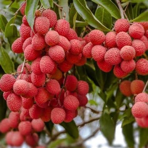 LYCHEE TREE - Nature Nursery - Central India's Biggest Nursery in Indore