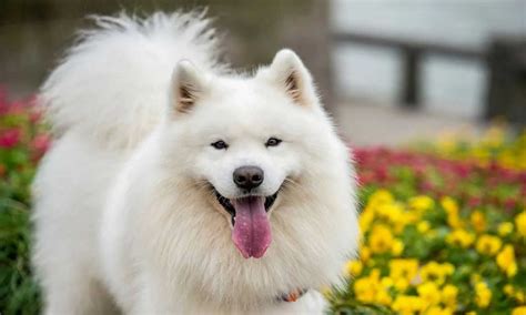 8 Big Fluffy Dog Breeds - Foreblog