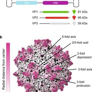 (PDF) Adeno-associated virus capsid assembly is divergent and stochastic