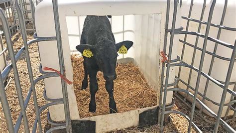 Family dairy saves money by making their own calf hutches - Farmers Weekly