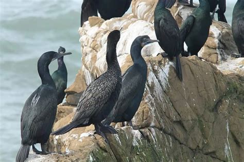 Pelagic Cormorant (Urile pelagicus) - Hawaii Bird Guide