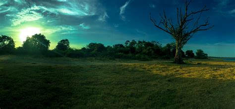 Free Images : tree, nature, forest, grass, horizon, cloud, sky, meadow ...