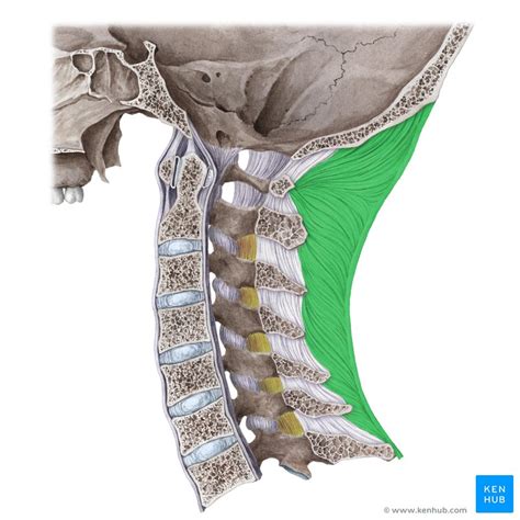 Wirbelsäule (Columna vertebralis) - Anatomie und Aufbau | Kenhub