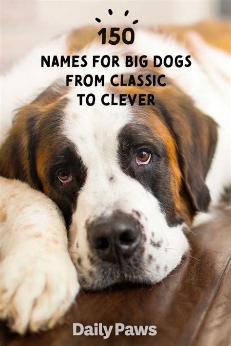 150 Names for Big Dogs from Classic to Clever | Big dog names, Girl dog names, Funny dog names