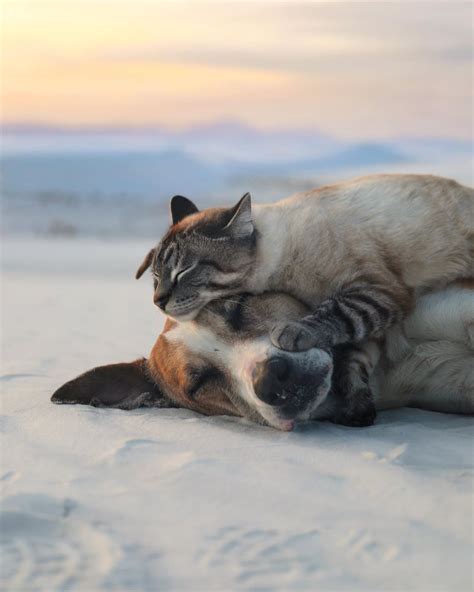 funny cat sleeping on a dog | Cute cats and dogs, Silly animals ...