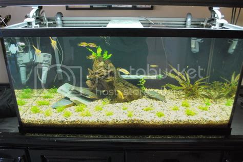 New 50 Gallon Planted Aquarium | British Columbia Aquarium Forums