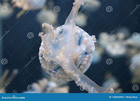 Jellyfish stock photo. Image of marine, singapore, jellyfish - 128855060