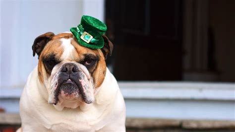 Festively Irish Dog Names | Mental Floss