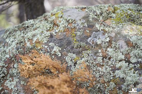 Rock Moss Macro Nature Photography of Tunnel Canyon New Mexico — Jason ...