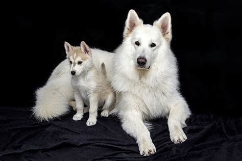 Indian Spitz Dog Breed