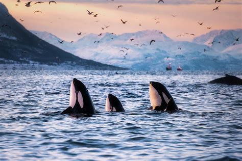 Orca family Photograph by Lars Mathisen - Pixels