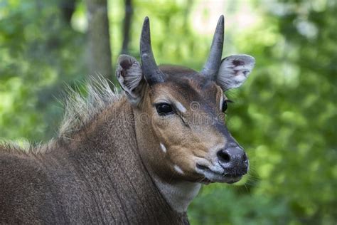 Nilgai - Blue Bull Boselaphus Tragocamelus, One of the Large Antelope ...