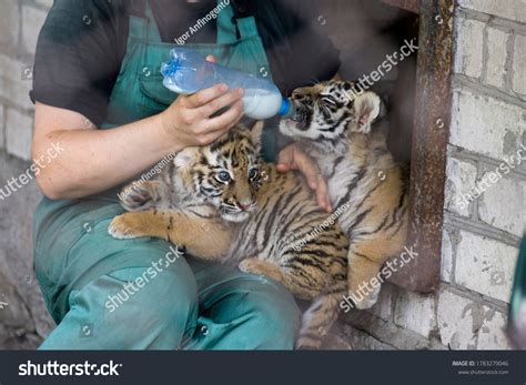 10,544 Tiger feeding Images, Stock Photos & Vectors | Shutterstock