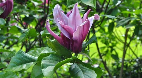 9 Different Types of Purple Flowering Magnolia Tree Varieties