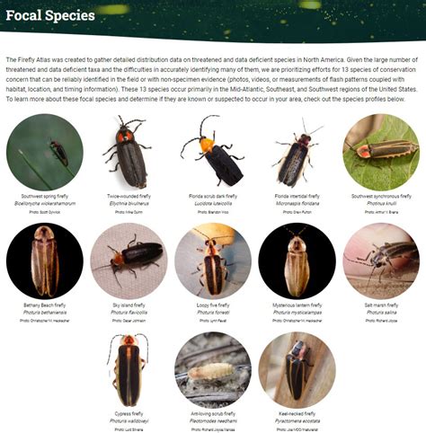 New Firefly Atlas Will Put Beloved Beetles on the Map | Xerces Society