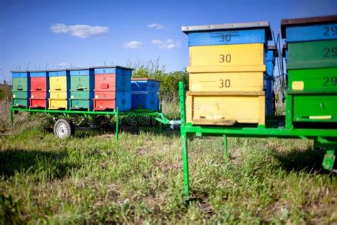 Honey bee hives stock photo. Image of ecology, blooming - 53675416