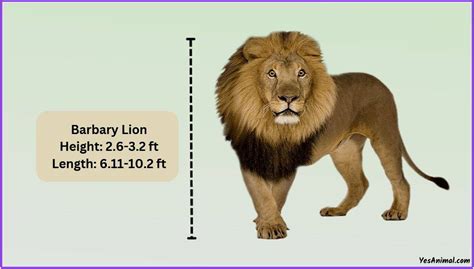 Barbary Lion Size: How Big Were They Compared To Others?