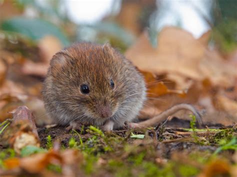 Fix-It Chick: How to get rid of voles | News, Sports, Jobs - Lawrence ...