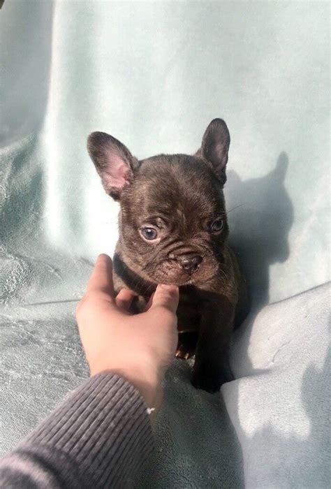 KC Chocolate Brindle French Bulldog Puppies | in Hucknall, Nottinghamshire | Gumtree