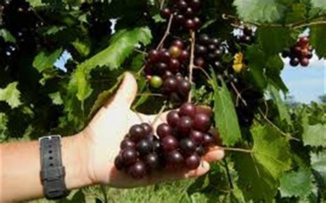 Creek Muscadine - Vitis rotundifolia 'Creek' - 1 Gallon - Vines, Fruit - Muscadines ...