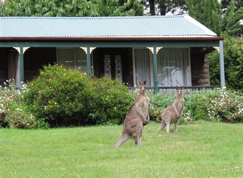 Cedar Lodge Cabins, Blue Mountains | Photos, Reviews & Deals @Holidify